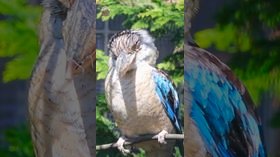 Vorschaubild zu Weltvogelpark Walsrode – Ein Tag im Park