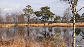 Vorschaubild zu Pietzmoor - Lüneburger Heide