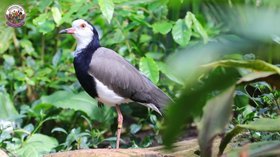 Vorschaubild zu Lüneburger Heide – Ein Tag im Weltvogelpark Walsrode